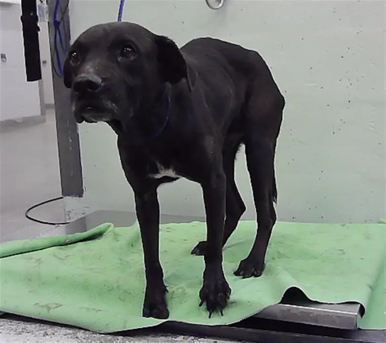 Adoptable Dog