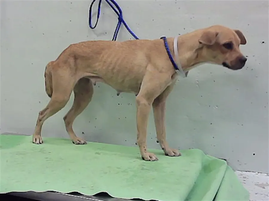 Adoptable Dog