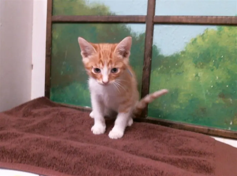Adoptable Cat