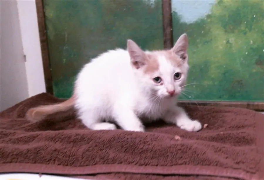 Adoptable Cat