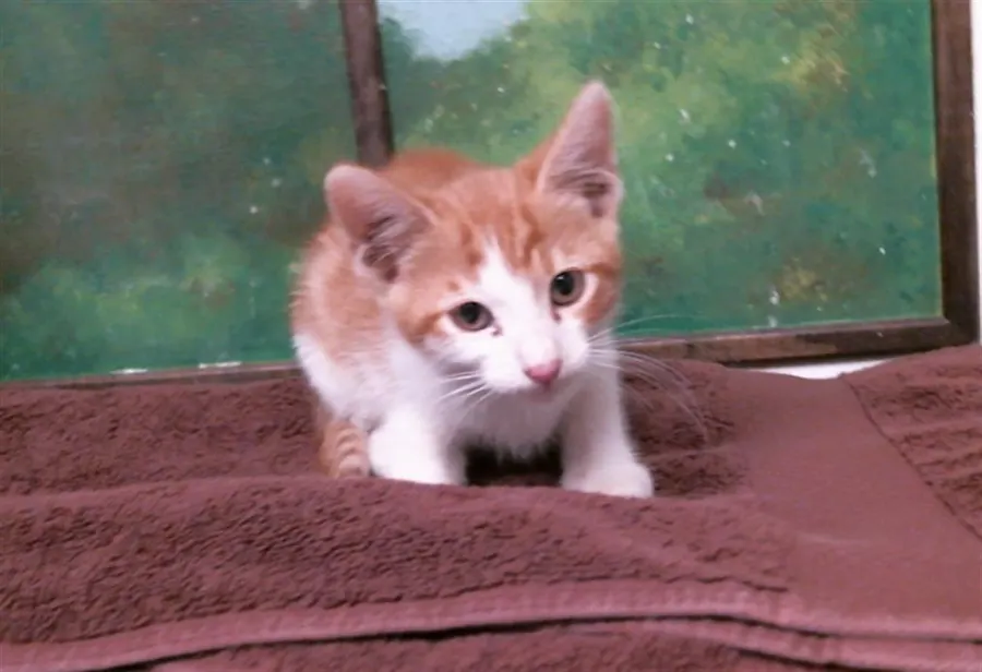 Adoptable Cat
