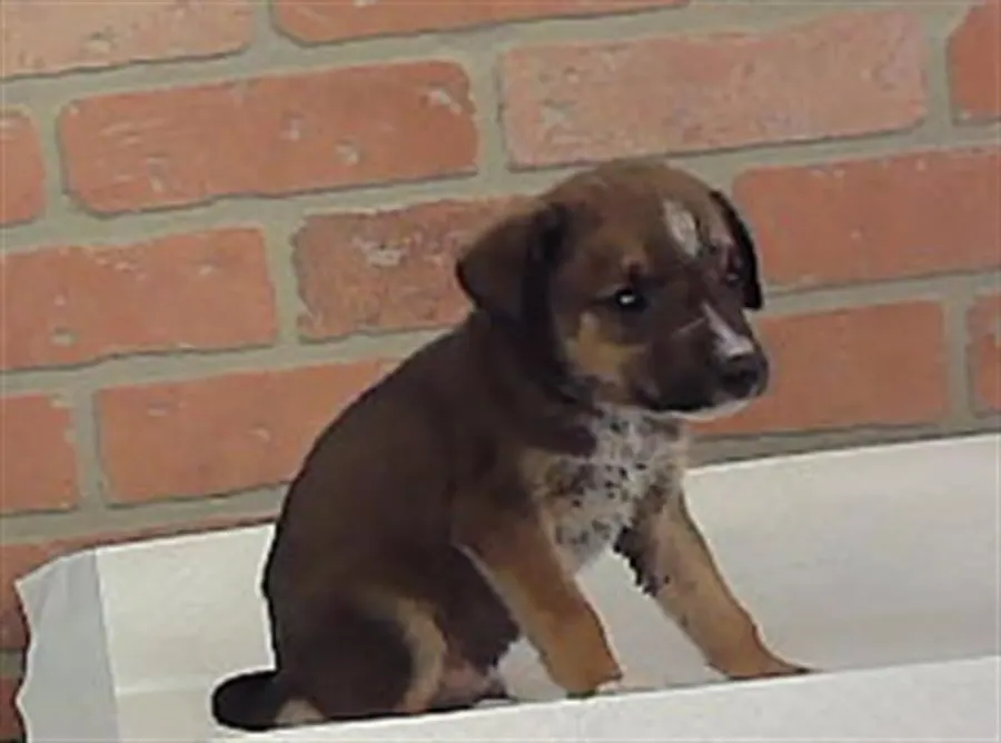 Adoptable Dog