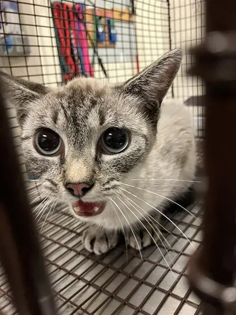 *Bella
