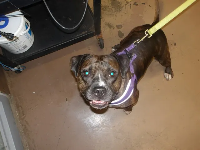 Adoptable Dog