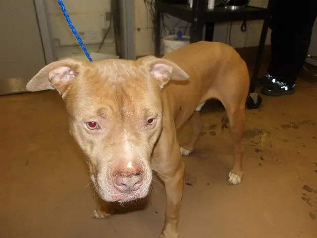 Adoptable Dog