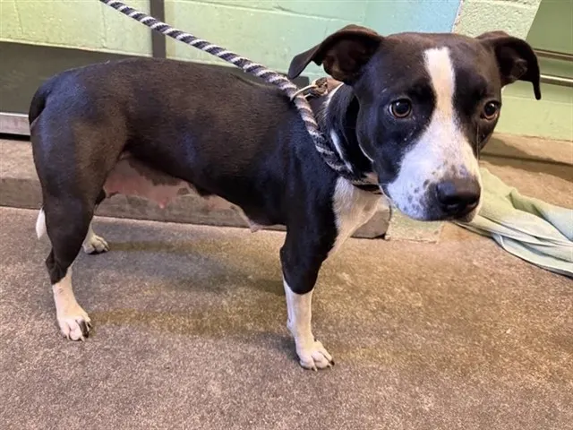 Adoptable Dog