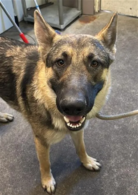 Adoptable Dog