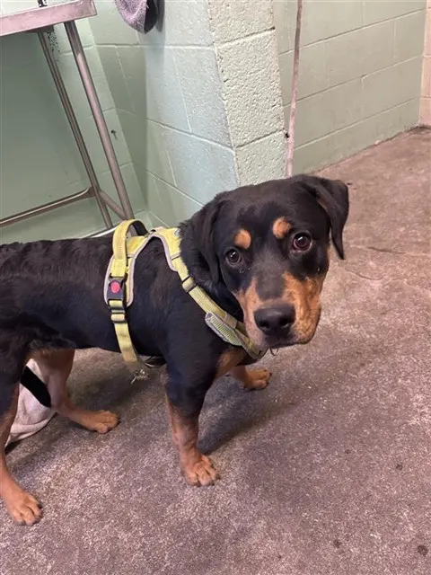 Adoptable Dog