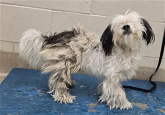 Adoptable Dog