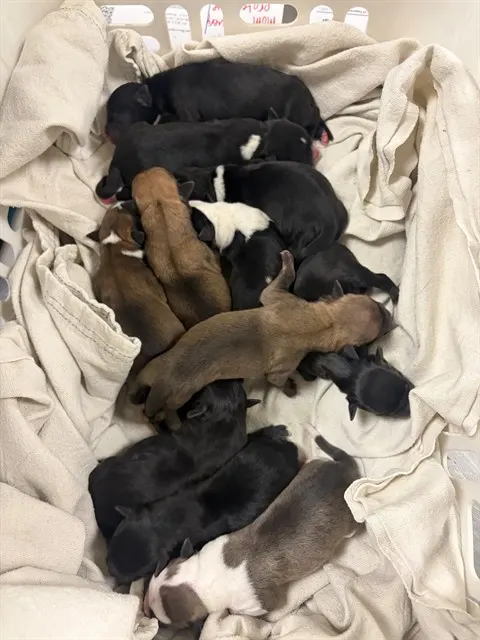 Adoptable Dog