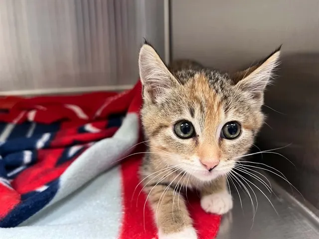 Luci
