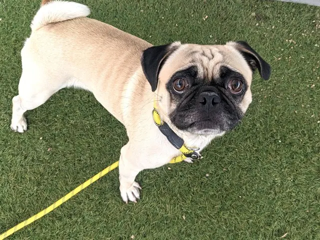 Pugoda