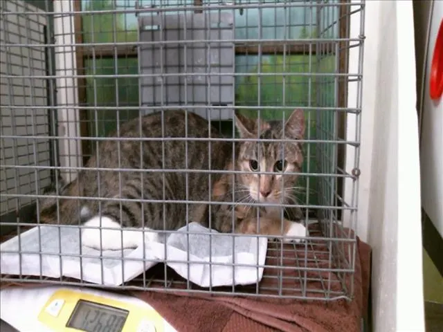 Adoptable Cat