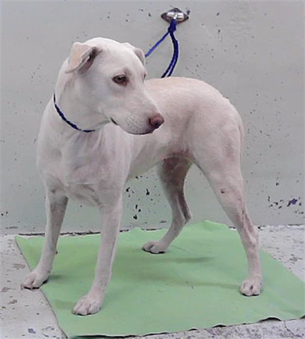 Adoptable Dog