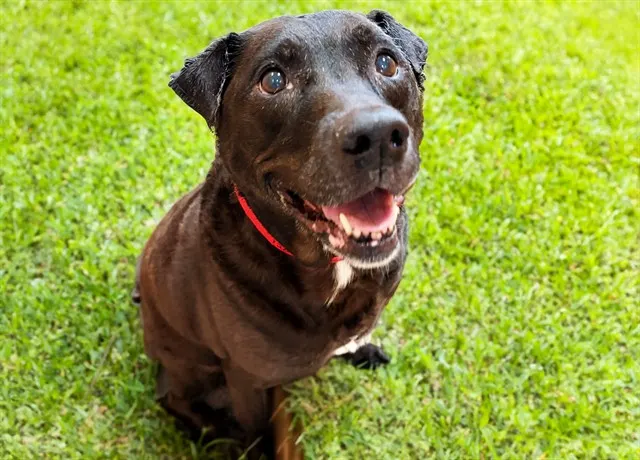 Coco