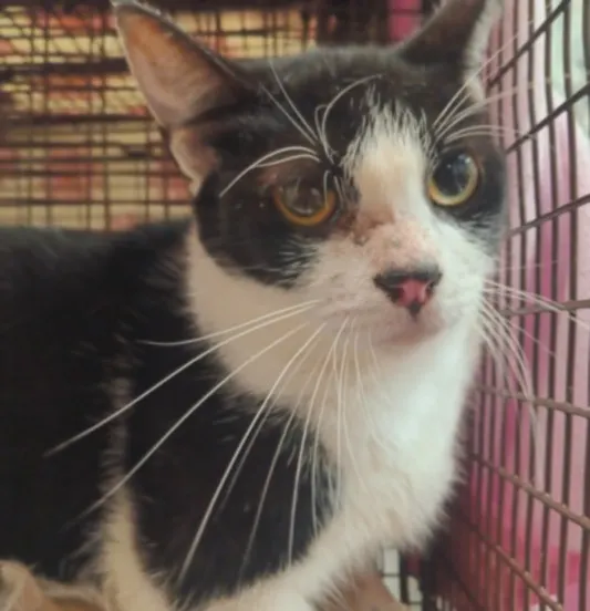 Adoptable Cat