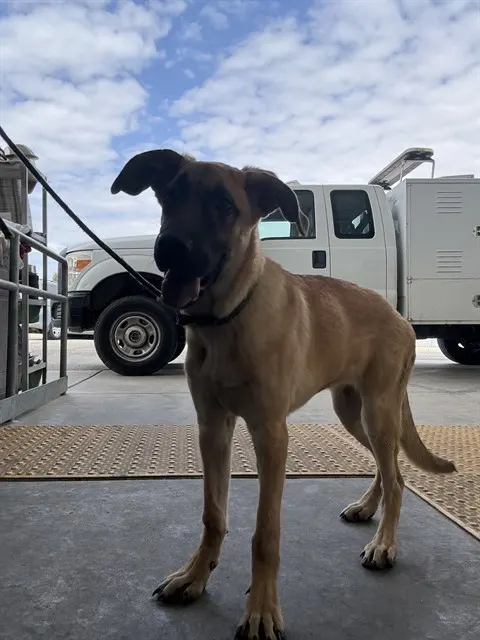 Athena