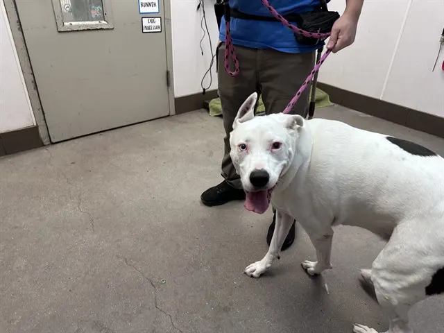 Gracie