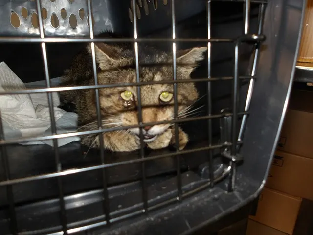 Adoptable Cat