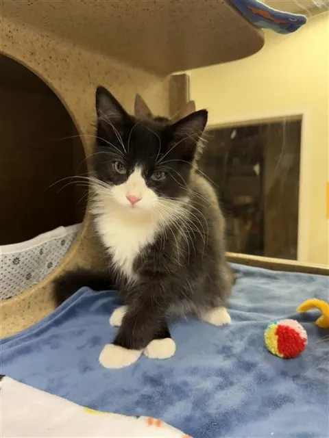 Vader