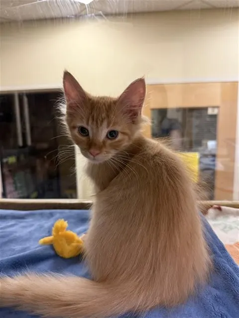 Garfield