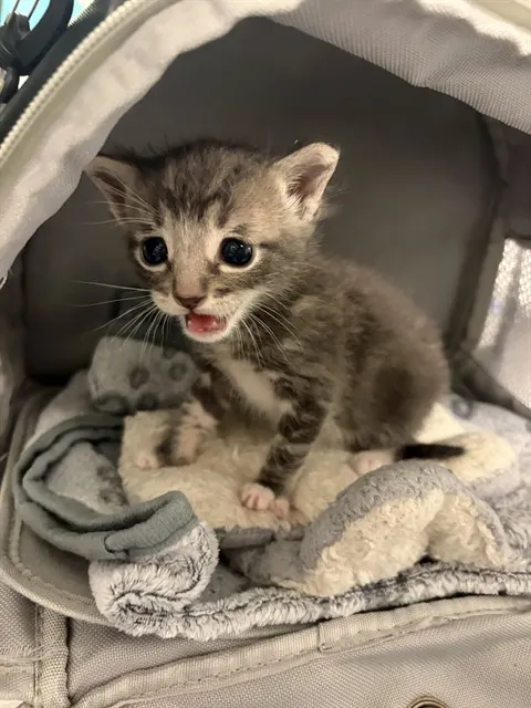 Milo