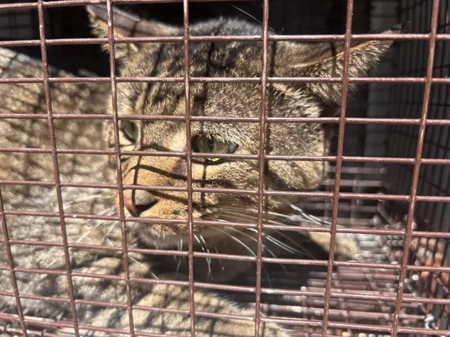 Adoptable Cat