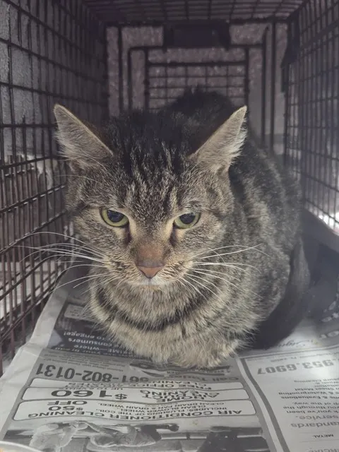 Adoptable Cat