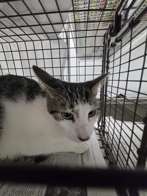 Adoptable Cat