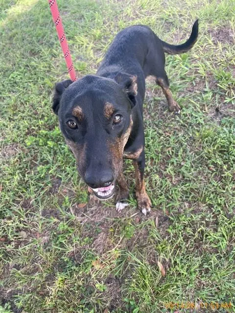 Adoptable Dog