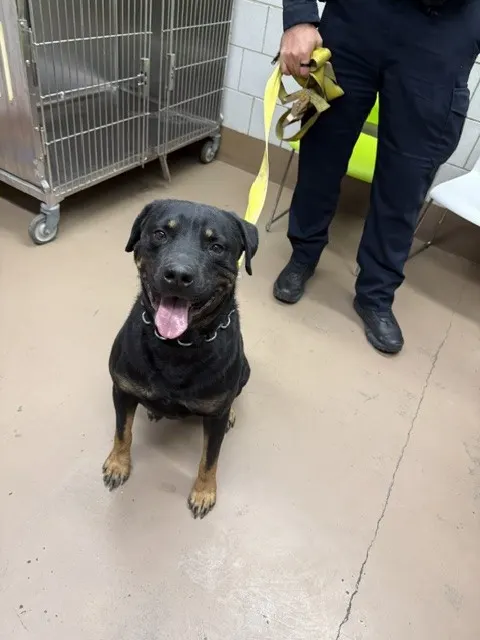 Adoptable Dog
