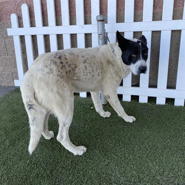 Adoptable Dog