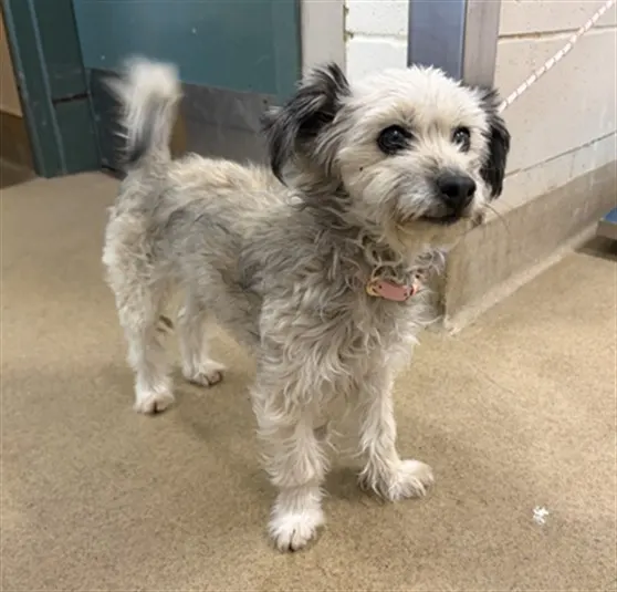 Adoptable Dog