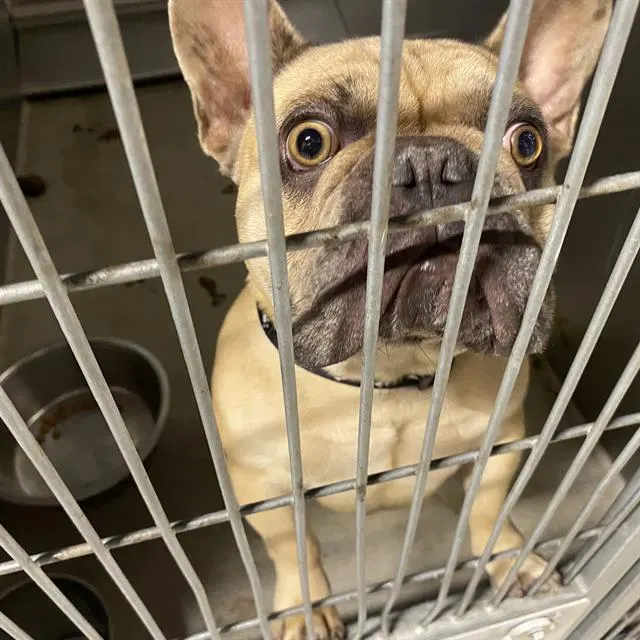 Adoptable Dog