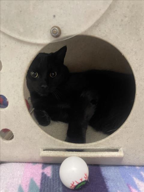 Leonidas