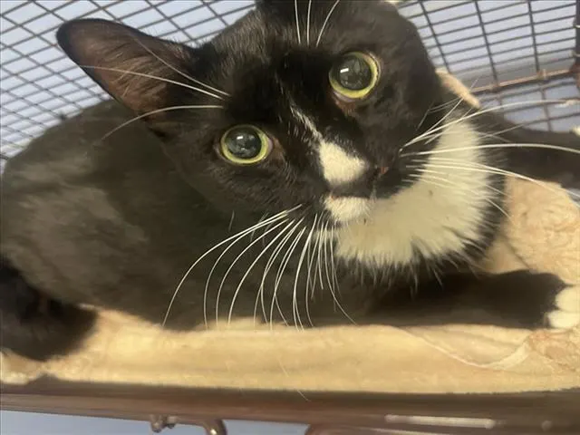 Whiskers