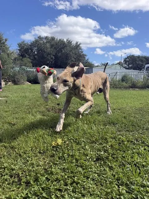Adoptable Dog