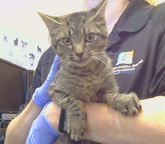 Adoptable Cat