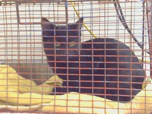 Adoptable Cat