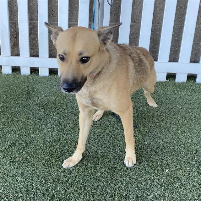 Dogmeat