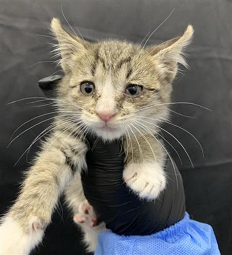 Adoptable Cat