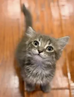 *Nimbus