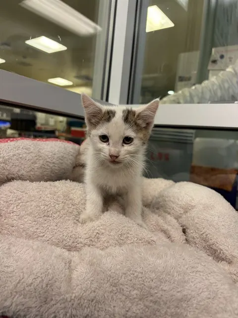 Nova