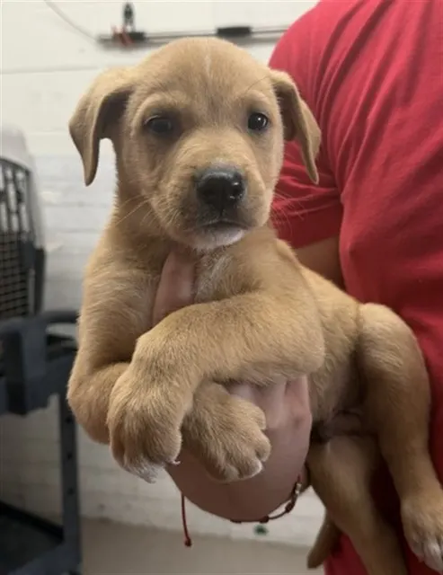 Raj
