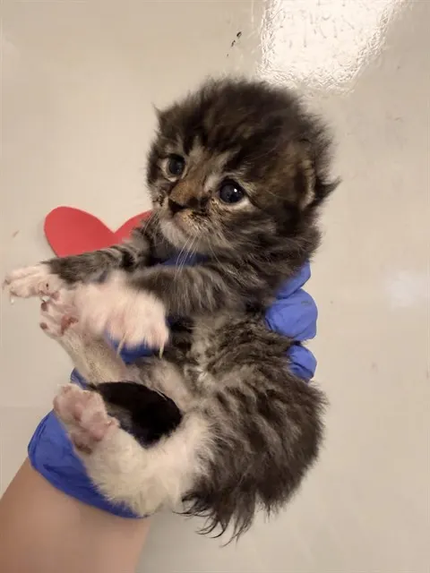 Rascal