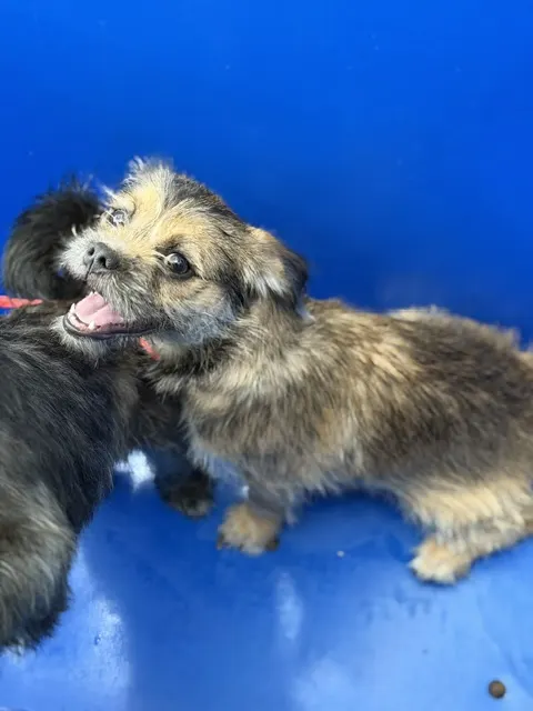 Gizmo