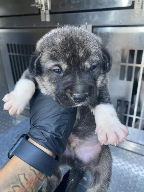 Pita