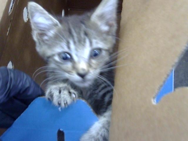 Toby