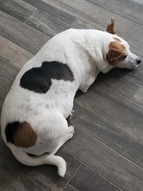 Penny