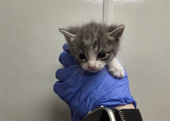 Adoptable Cat